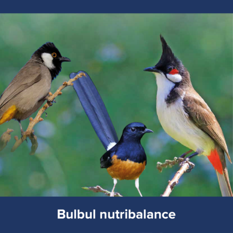 Bulbul Nutribalance 10 KG